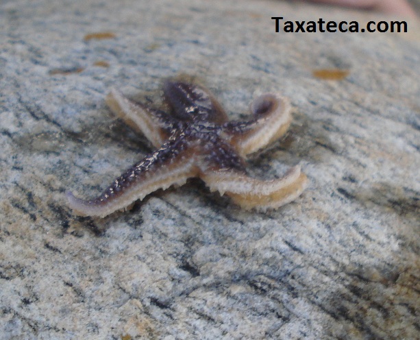 Starfish from Denmark